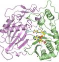 This illustration shows the molecular structure of HCT that was derived at Berkeley Lab's Advanced Light Source. The purple and green areas are two domains of the enzyme, and the multi-colored structures between the two domains are two molecules (p-coumaryl-shikimate and HS-CoA) in the binding site. New research shows this binding site is indiscriminate with the acceptor molecules it recruits, including molecules that inhibit lignin production.