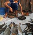 This is a girl selling fish in the market at Stung Treng Cambodia where a high diversity of fish species supports one of the world's greatest inland fisheries.