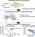 This visual abstract depicts the longitudinal transcriptome analyses that was performed in a short-lived fish by taking two fin clips during early adult life to correlate gene expression with lifespan. Gene-coexpression network analysis identified complex I of the mitochondrial respiratory chain as a hub for negative correlation with lifespan, and its pharmacological inhibition prolonged lifespan and rejuvenated the transcriptome.