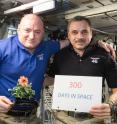 One-year mission crew members Scott Kelly of NASA (left) and Mikhail Kornienko of Roscosmos (right) celebrated their 300th consecutive day in space on Jan. 21, 2016. By spending a total of 340 days aboard the International Space Station, the astronauts help scientists understand what happens to the human body while in microgravity for extreme lengths of time. Kelly is holding a zinnia grown in space as part of the Veggie experiment on the International Space Station.