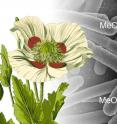 Japanese bioengineers have tweaked <i>Escherichia coli</i> genes so that they pump out thebaine, a morphine precursor that can be modified to make painkillers. The genetically modified <i>E. coli</i> produces 300 times more thebaine with minimal risk of unregulated use compared to a recently developed method involving yeast.