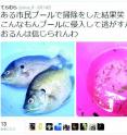 A tweet including two fish images posted on June 14, 2015. The image on the left shows
two bluegill fish, while the one on the right shows juveniles of L. macrochirus macrochirus and two young goldfish. The comments are translated into English as follows: "The results of a pool cleaning. I cannot believe the foolishness of the person who introduced these fish into the pool."