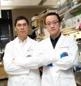 Haoquan Wu, Ph.D., left, and Ying Dang, Ph.D., right, have improved the gene editing technology CRISPR and enhanced its ability to target and knockout genes. The two biomedical scientists conduct research at Texas Tech University Health Sciences Center El Paso.