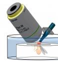 Living fruit flies' brains were scanned every 10 minutes for 24 hours to help understand the master circadian clock in the brain and how it helps coordinate body rhythms.