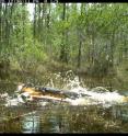 This is an alligator attempting to eat a raccoon on a bait station in southwest Florida.