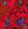 The Allende carbonaceous meteorite is peppered with inclusions that have a ceramic-like chemistry (red for calcium, blue for aluminum, green for magnesium in the false color image below; field of view is 0.5 millimeters, approximately one-hundredth of an inch). When they formed, these inclusions incorporated the short-lived nuclide curium-247 (with a half life of 15 million years), traces of which have been detected in research conducted at the University of Chicago as a significant excess in uranium-235, its decay product. Curium-247 came from nucleosynthesis in stars that lived and died before the solar system was born.