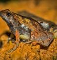 An adult male of the newly described frog <I>Microhyla laterite</I> that was first spotted in laterite habitats in and around the coastal town of Manipal, India.