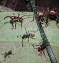 These are <i>Eciton burchellii</i> ants, among the above-ground species that appeared to regrow the parts of the brain used for sight.
