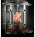 A partially recellularized human whole-heart cardiac scaffold, reseeded with human cardiomyocytes derived from induced pluripotent stem cells, being cultured in a bioreactor that delivers a nutrient solution and replicates some of the environmental conditions around a living heart.