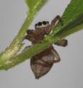 Adult female jumping spider <em>Maevia inclemens</em> drinking nectar at the extrafloral nectaries of a <em>Prunus</em> shrub. It presses its mouthparts into the nectary opening imbibing nectar.