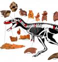 This is a reconstructed skeleton of <em>Timurlengia euotica</em> with discovered fossilized bones, highlighted in red, and other bones remaining to be discovered inferred from other related species of tyrannosaurs in white. Individual scale bars for the pictured fossilized bones each equal 2 cm. The fossilized remains of a new horse-sized dinosaur, <em>Timurlengia euotica</em>, reveal how <em>Tyrannosaurus rex</em> and its close relatives became top predators, according to a new study published in the <em>Proceedings of the National Academy of Sciences</em>.