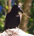 The crow's unique bill allows it to hold a tool tightly and see what it is doing as it forages for beetle grubs.