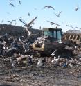 White storks are addicted to junk food and make round-trips of almost 100km to get their fix -- according to new research from the University of East Anglia.
In folklore, storks would carry babies to parents around the world. But since the mid 1980s, increasing numbers no longer migrate from Europe to Africa for the winter.
Instead, many live in Spain and Portugal the whole year round - feeding on 'junk food' from landfill sites, which provide an abundant and reliable food supply.
The bird is among a growing number of migratory species that have changed their behavior due to human influences and global environmental change.
This research is the first to confirm that white storks are now resident nesting and living near landfill sites all year round.