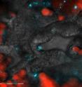 The mouth of a coral polyp (center): Symbiotic algae are labeled in red, pathogenic bacteria that enter through this region are labeled in blue.