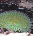This is a sea anemone in the intertidal zone of the UC Bodega Marine Reserve.