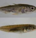 Adult three-spined (top) and nine-spined (bottom) sticklebacks from the study population.