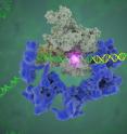 This image shows TFIID (blue) as it contacts the DNA and recruits the polymerase (grey) for gene transcription. The start of the gene is shown with a flash of light.