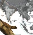 This is a map showing the distribution of Draconinae and the four biogeographic area (differently-colored borders) used in ancestral range reconstructions.