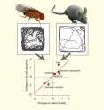 This visual abstract of Mohammad et al. depicts how mammalian anxiety factors also govern defense behaviors in the fly and use these behaviors to identify new conserved candidate anxiety genes. Thus, rodent anxiety research may be complemented by <i>Drosophila</i> neurogenetic models.