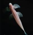 Speaking of the unique anatomical structures seen in the cavefish, <i>Cryptotora thamicola</i>, NJIT's Brooke Flammang says, "It possesses morphological features that have previously only been attributed to tetrapods. The pelvis and vertebral column of this fish allow it to support its body weight against gravity and provide large sites for muscle attachment for walking."  With respect to evolutionary significance, she adds, "This research gives us insight into the plasticity of the fish body plan and the convergent morphological features that were seen in the evolution of tetrapods."