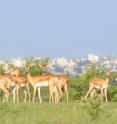 Blackbuck persist in the rapidly urbanizing South-Central India due to micro-sanctuaries.