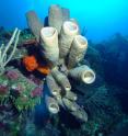 Scientists recommend a new focus on coral reef research that combines the power of traditional laboratory experiments with field-based experiments to best inform adaptation and environmental policy.