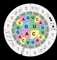 Starting from the four innermost letters and working to the outermost ring, this table shows shows which three-letter base sequence or codon encodes which amino acid. In the journal <i>Angewandte Chemie International Ed.</i>, researchers from the US Department of Energy Joint Genome Institute (DOE JGI), a DOE Office of Science User Facility, and Yale University have discovered that microorganisms recognize more than one codon for the rare, genetically encoded amino acid selenocysteine.