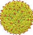 A representation of the surface of the Zika virus with protruding envelope glycoproteins (red) shown.