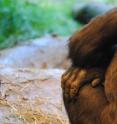 A seated gorilla rests his leathery hand on his leg. Gorilla knuckle pads have a hard coating to protect them during walking.