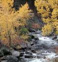 This is a typical headwater mountain stream that will provide cold-water species climate refugia this century.