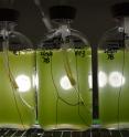 Dr. Timothy Devarenne studies the biofuel properties of a common green microalga called <em>Botryococcus braunii</em> in his lab at Texas A&M University.
