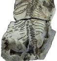Ecological simulations show that by breeding younger, <em>Lystrosaurus</em> could have increased its chance of survival by 40%.