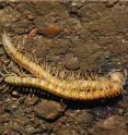 A mating couple of the new millipede species <i>Desmoxytes laticollis</i>.