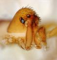 This image shows <I>Chilarchaea quellon<I>, anterior view, male. Looking at the face of a trap-jaw spider, the long chelicerae are in front and you can see the fangs at the tip.