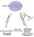 This visual abstract depics how HIV-1 can escape Cas9/sgRNA-mediated inhibition. The researchers reveal that the NHEJ repair machinery generates mutations in the HIV-1 Cas9 cleavage site that result in two outcomes: viral replication suppression and viral escape.