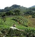 This is a tea farmer in China, where changing monsoon patterns and more rainfall are contributing to lower tea yields.