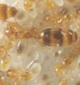 Queen and worker ants develop from the same sets of genes, but end up being structurally, behaviourally, and functionally different.
