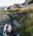 This is a 'soft' shoreline project along Jamestown Beach in Sequim, Washington, where logs and plantings are used instead of a retaining wall.