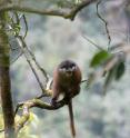Pennant's red colobus monkey is in a tree.