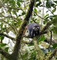 A red-eared monkey is one of the species that actually seems to be able to cope with heavy hunting.