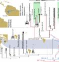 Time calibrated phylogenetic tree of the <i>Gavialoidea</i> and relevant paleogeographic distributions associated with the evolution and diversification of gavialoids in marine and freshwater settings.

During the Late Paleocene-Early Eocene interval, peaks of sea surface temperature (SST) and global sea surface level (GSL) occurred together with tropical marine connections through the Tethys Ocean and Caribbean Sea [59,60]. During the Neogene, distinct biomes dominated tropical South America: (A) Acre Phase, after the onset of the eastern-draining Amazon and northward-draining Orinoco river systems; and (B) Pebas Mega-Wetland System, with its drainage northward to the Caribbean Sea. 

Abbreviations: Olig., Oligocene; Ple., Pleistocene; Pli., Pliocene. Global and South American schematic paleogeography adapted from Blakey [60] and Hoorn <i>et al</i>. [61], respectively.