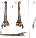These are photographs of the almost complete skull of the newly discovered extinct Amazonian gavialoid crocodillian, <i>Gryposuchus pachakamue</i>, as seen from the top (A), bottom (B), and side (C). (D) shows a photograph of the right mandible of the croc and a schematic drawing of the left mandible, as seen from the top.