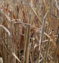 If plants are exposed to environmental stresses such as lack of water or excess minerals, their ability to photosynthesize is reduced, and they wither and die.