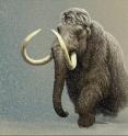 Mammoth in snowstorm.
