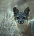 This is a photo of a Channel Island fox.