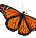 This is a monarch butterfly.