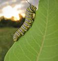 This is a monarch caterpillar on milkweed.