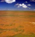 The Amazon River meets the Atlantic Ocean and creates a plume where freshwater and salt water mix. The plume affects a broad area of the tropical North Atlantic Ocean in terms of salinity, pH, light penetration and sedimentation, conditions that usually correlate to a major gap in Western Atlantic reefs.