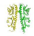 Ribbon representation of Mlp37. Mlp37 forms a dimer (yellow and green). The two domains (the red circle and the black circle) are similar in structure, but only the upper domain binds taurine.