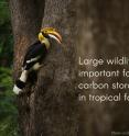 Many tropical forest trees depend on large fruit-eating birds and animals such as hornbills and monkeys for dispersing their sizeable seeds.